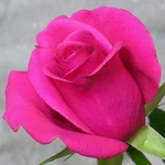 薔薇テレサ